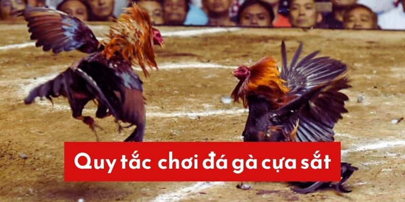 Quy tắc cá cược khi chơi đá gà chân sắt tại sảnh